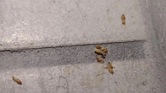 Several small brown insects are scattered on a textured concrete surface.