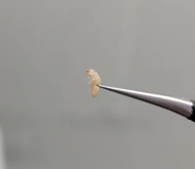 Several small brown insects are scattered on a textured concrete surface.
