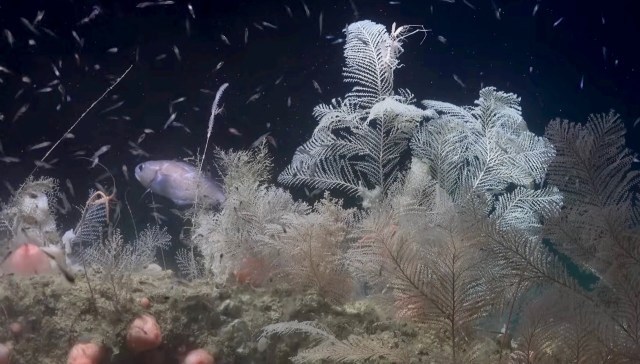 A vibrant underwater scene featuring delicate coral, small fish, and swirling particles in dark water.