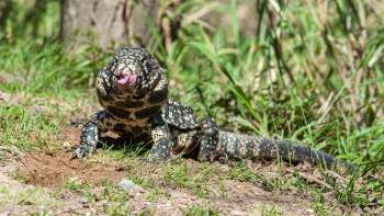 A close-up of a tegu lizard with a patterned body, sitting on the ground with its tongue out, surrounded by grass.