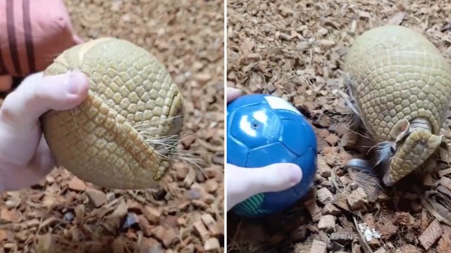 An armadillo explores a blue ball while a hand holds an earthy green object in a bed of wood shavings.