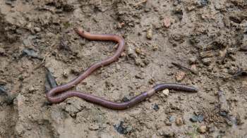 Two earthworms are lying on damp, brown soil scattered with small rocks and organic debris.