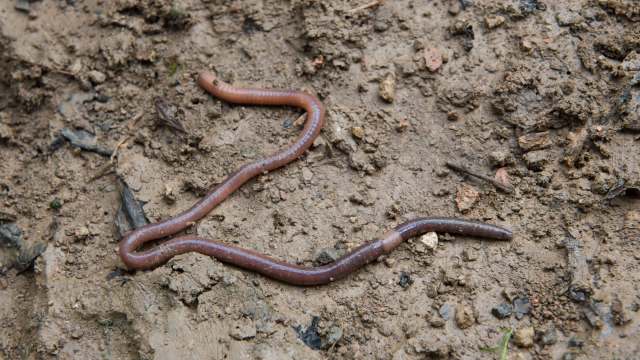 Two earthworms are lying on damp, brown soil scattered with small rocks and organic debris.