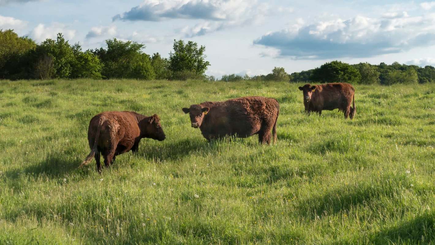 Three brown cows graze in a lush green field under a partly cloudy sky.