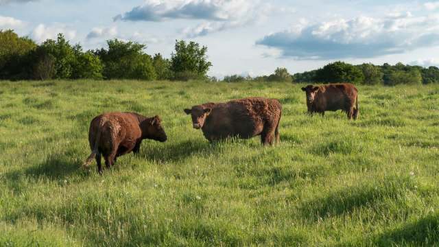 Three brown cows graze in a lush green field under a partly cloudy sky.