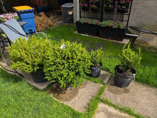 Potted shrubs arranged on a concrete walking path surrounded by grass.