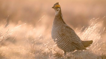 A greater sage-grouse stands elegantly in tall grass during a soft golden hour glow.