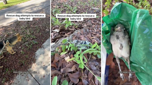 A rescue dog investigates a baby bird on the ground.