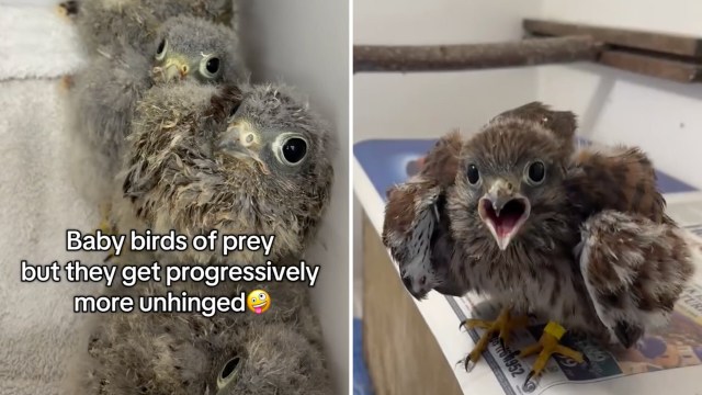 Two fluffy baby birds of prey, one squawking.