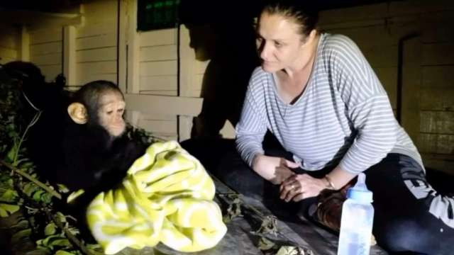A chimpanzee cuddles a blanket while a woman watches attentively in a dimly lit room.