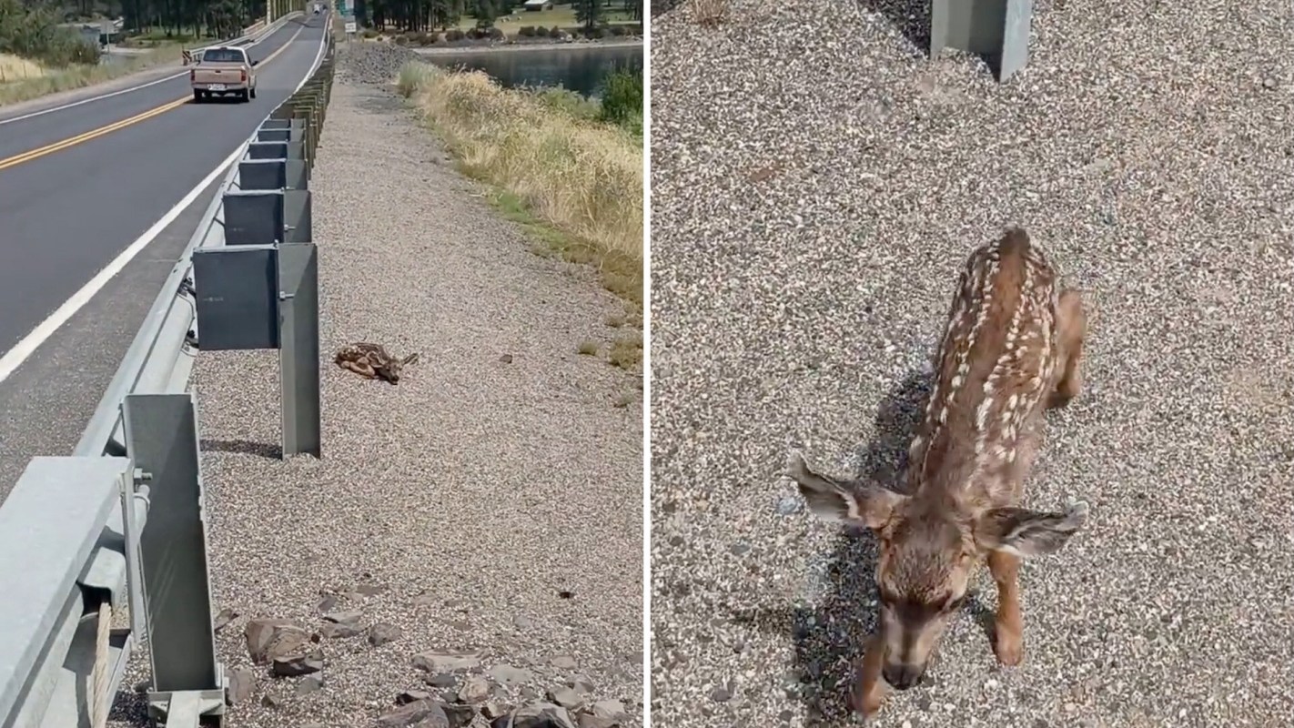 A fawn walks along a gravel path beside a road, with a vehicle passing in the background.