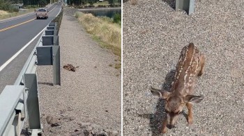 A fawn walks along a gravel path beside a road, with a vehicle passing in the background.