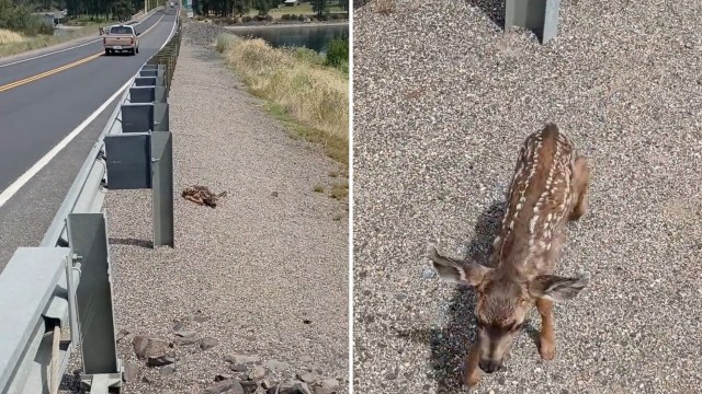 A fawn walks along a gravel path beside a road, with a vehicle passing in the background.