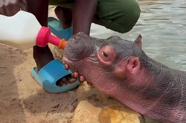 A baby hippo is being fed from a bottle while a person holds it on the shore of a water body.