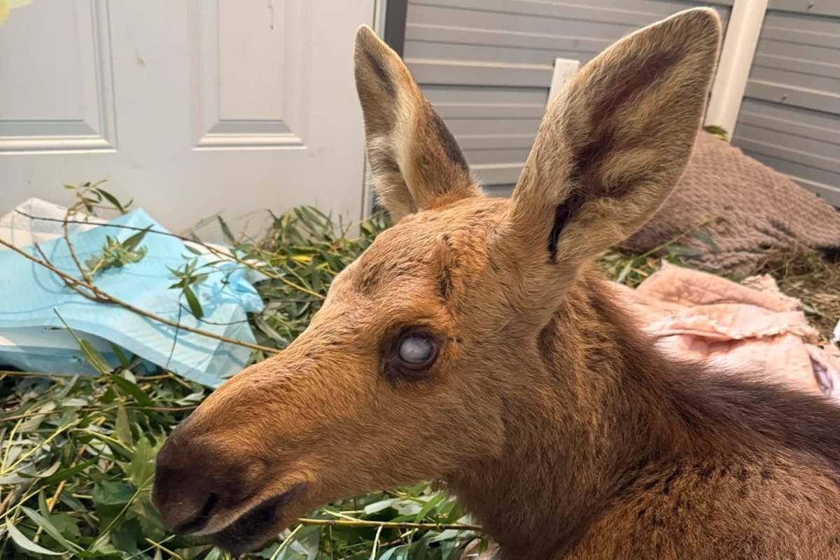 A moose calf with a cloudy eye.