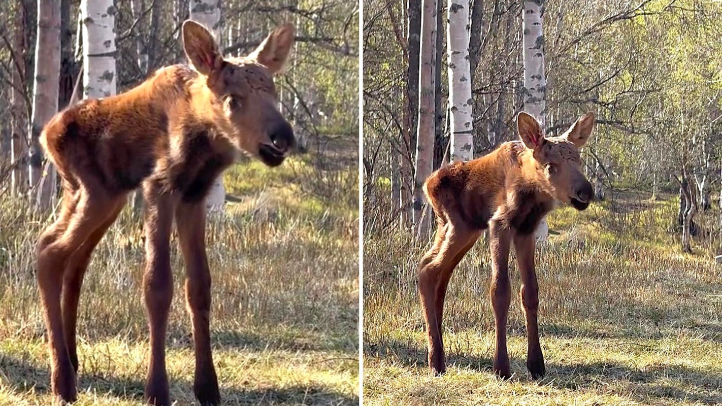A moose calf stands in a grassy area surrounded by trees, its oversized ears and long legs making its compact, square-shaped body appear unusually proportioned.