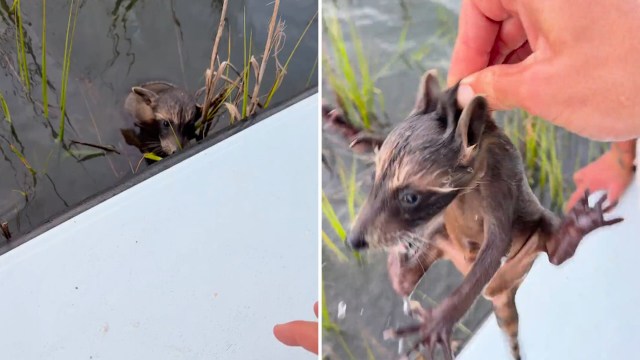 A person gently holds a baby racoon above the water, surrounded by tall grass.