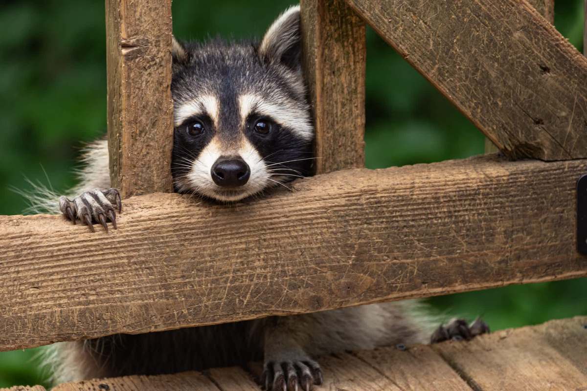 A raccoon peeking through a wooden fence, resting its head and paws on the slats.