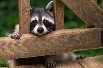 A raccoon peeking through a wooden fence, resting its head and paws on the slats.