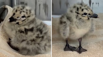 A fluffy seagull chick with black spots on a soft towel.