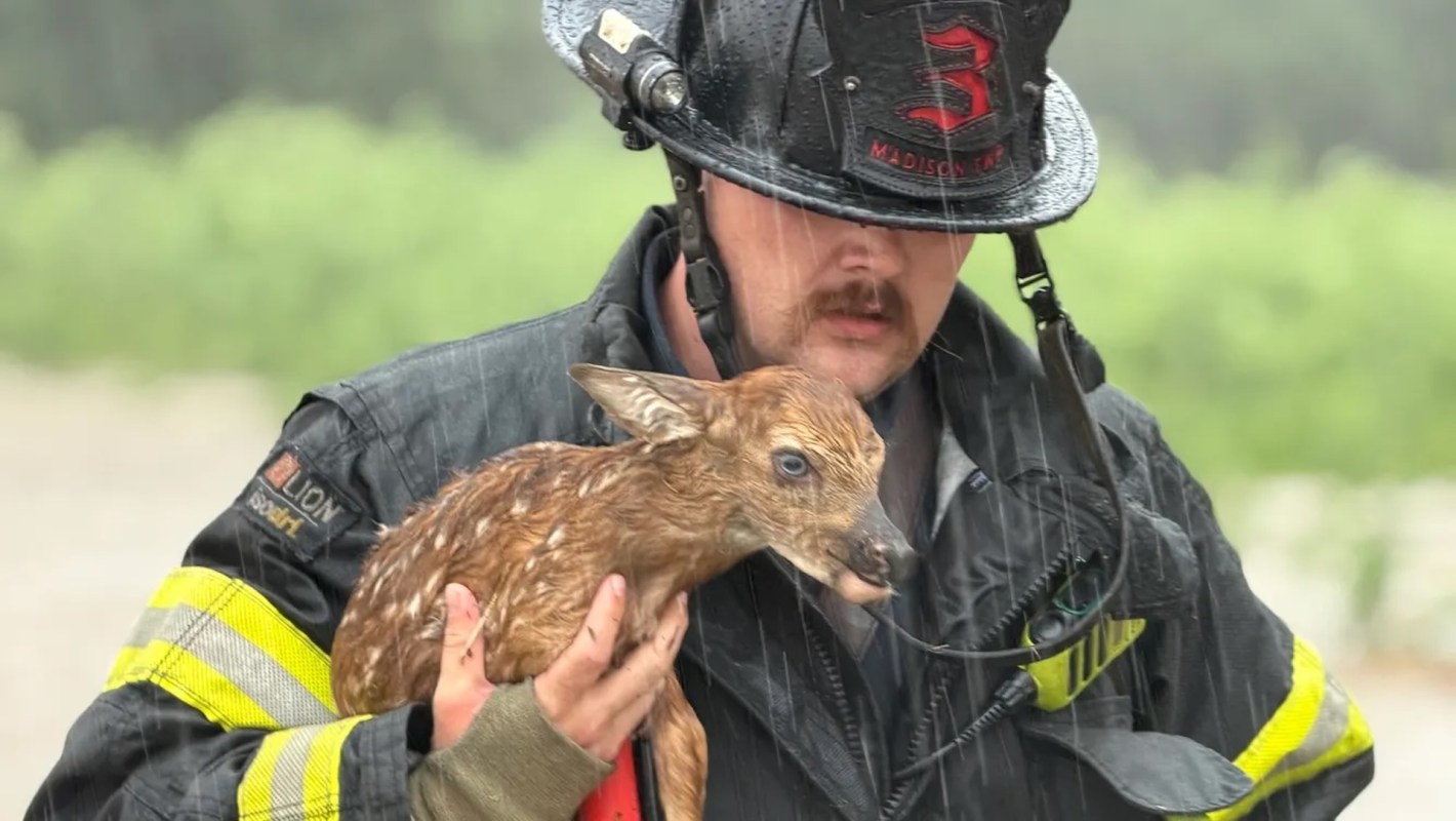 A firefighter in the rain gently carries a rescued fawn in his arms.