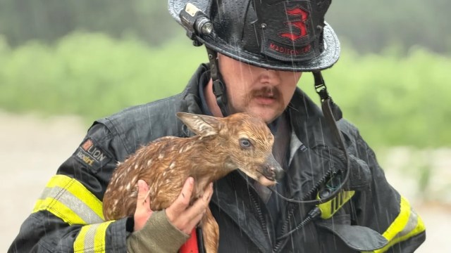 Fire captain dives into raging Indiana floodwaters to save baby deer swept beside road