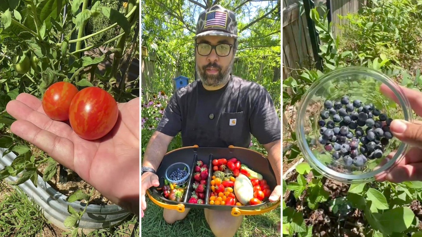 A person holding a tray of freshly harvested tomatoes and blueberries in a lush garden.