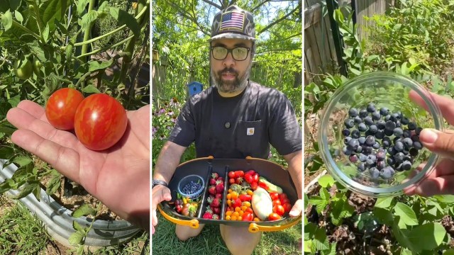 A person holding a tray of freshly harvested tomatoes and blueberries in a lush garden.