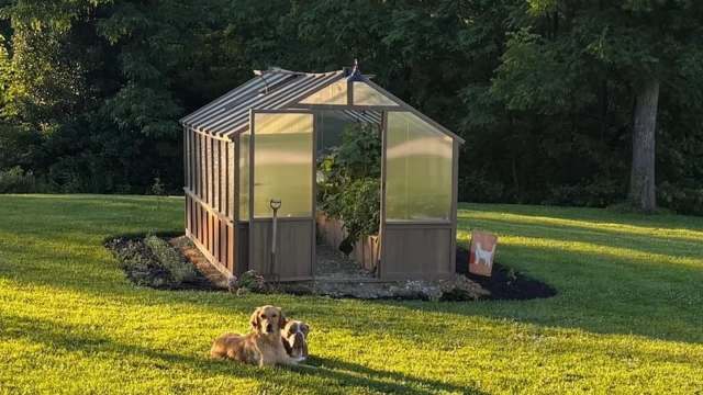 A greenhouse surrounded by grass, with two dogs resting nearby under sunlight.