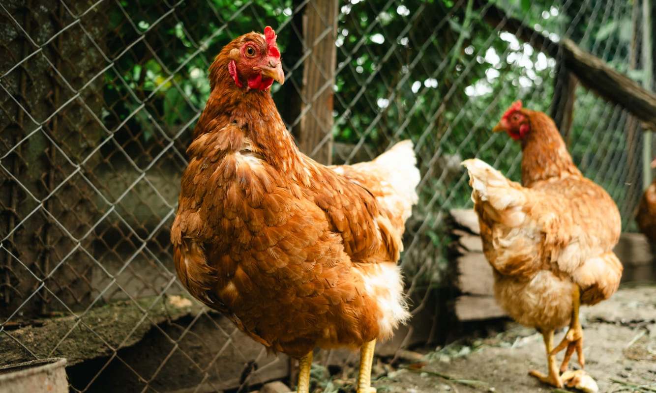 A close-up of a brown hen in a fenced outdoor area with greenery in the background.