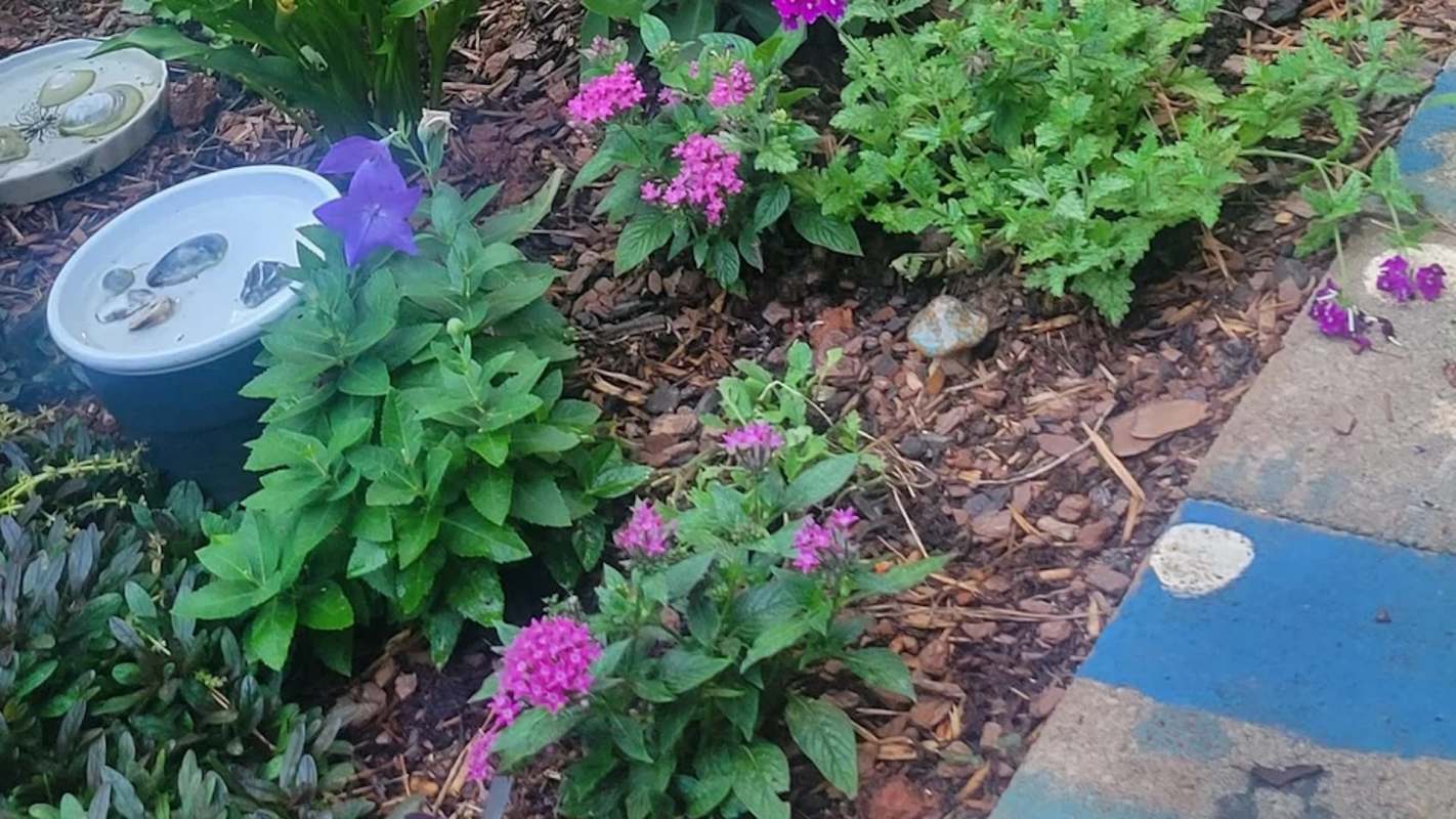 A garden bed featuring various vibrant flowers and a small dish with shells, surrounded by mulch and stones.