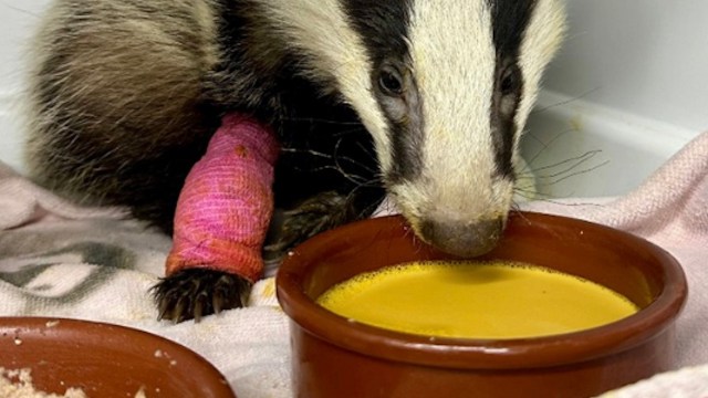 A badger with a pink bandage on its leg is drinking from a bowl of pale yellow liquid.
