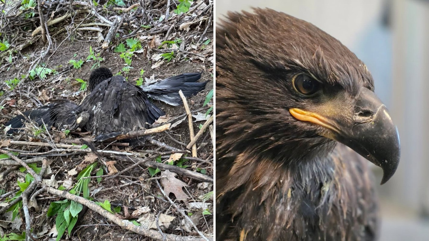 A young eagle on twigs and leaves, with a close-up view revealing its sharp features and intense gaze.