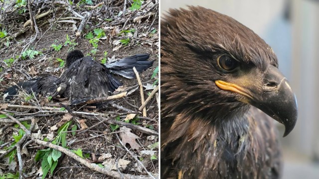 A young eagle on twigs and leaves, with a close-up view revealing its sharp features and intense gaze.