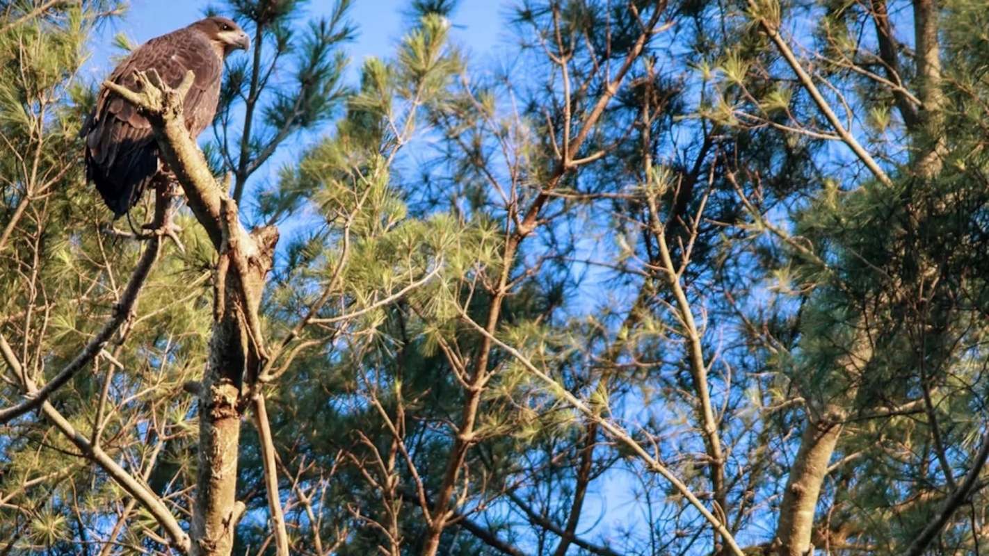A large bird of prey perched on a tree branch against a blue sky.