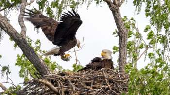 A bald eagle brings food to its mate in a nest atop a tree with green foliage surrounding them.
