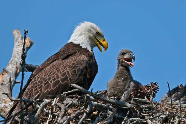 A bald eagle stands beside its chick in a nest made of twigs.