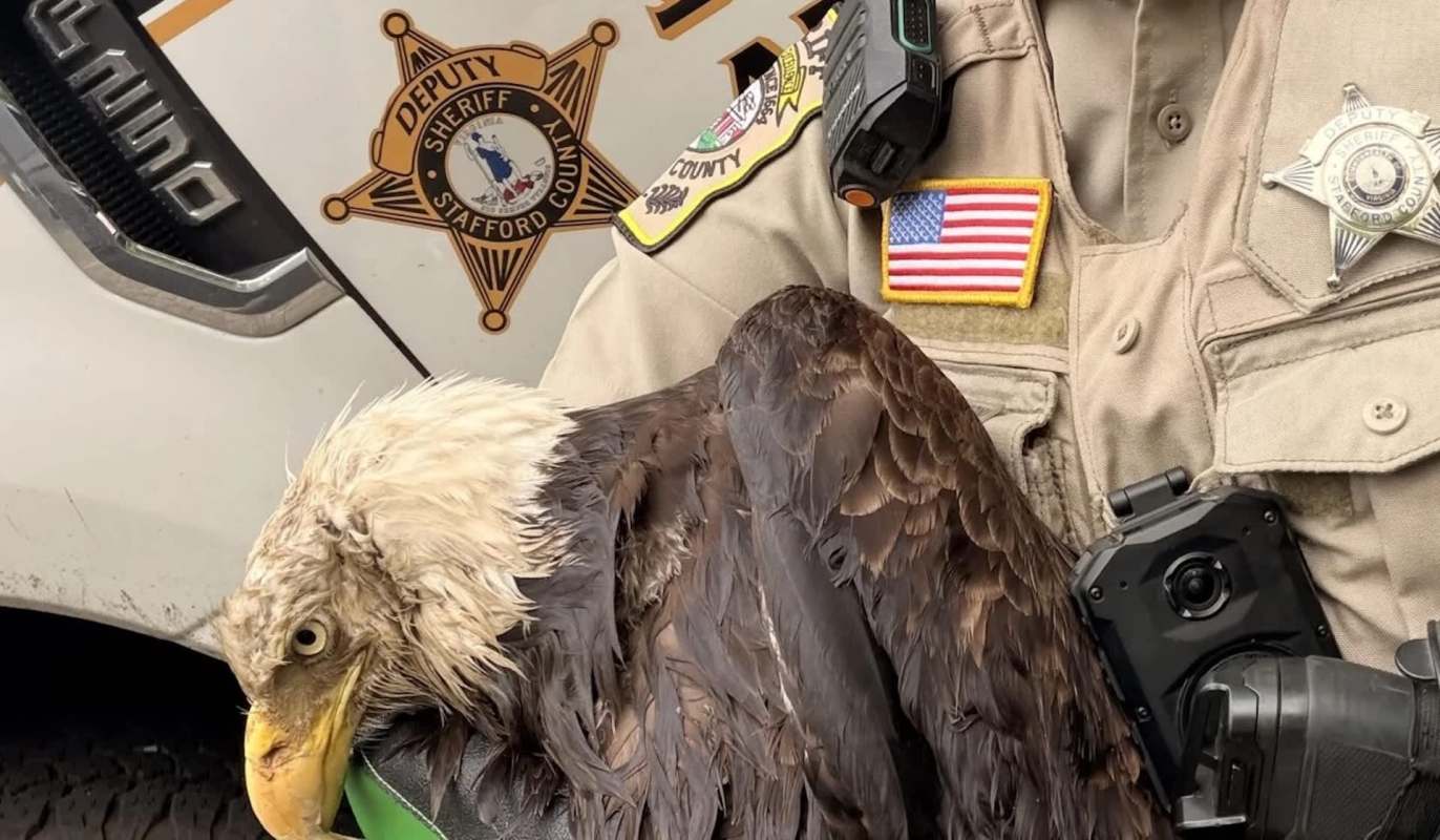 A sheriff's deputy holds an injured bald eagle while standing next to a marked police vehicle.
