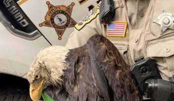 A sheriff's deputy holds an injured bald eagle while standing next to a marked police vehicle.