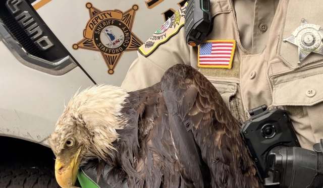 A sheriff's deputy holds an injured bald eagle while standing next to a marked police vehicle.