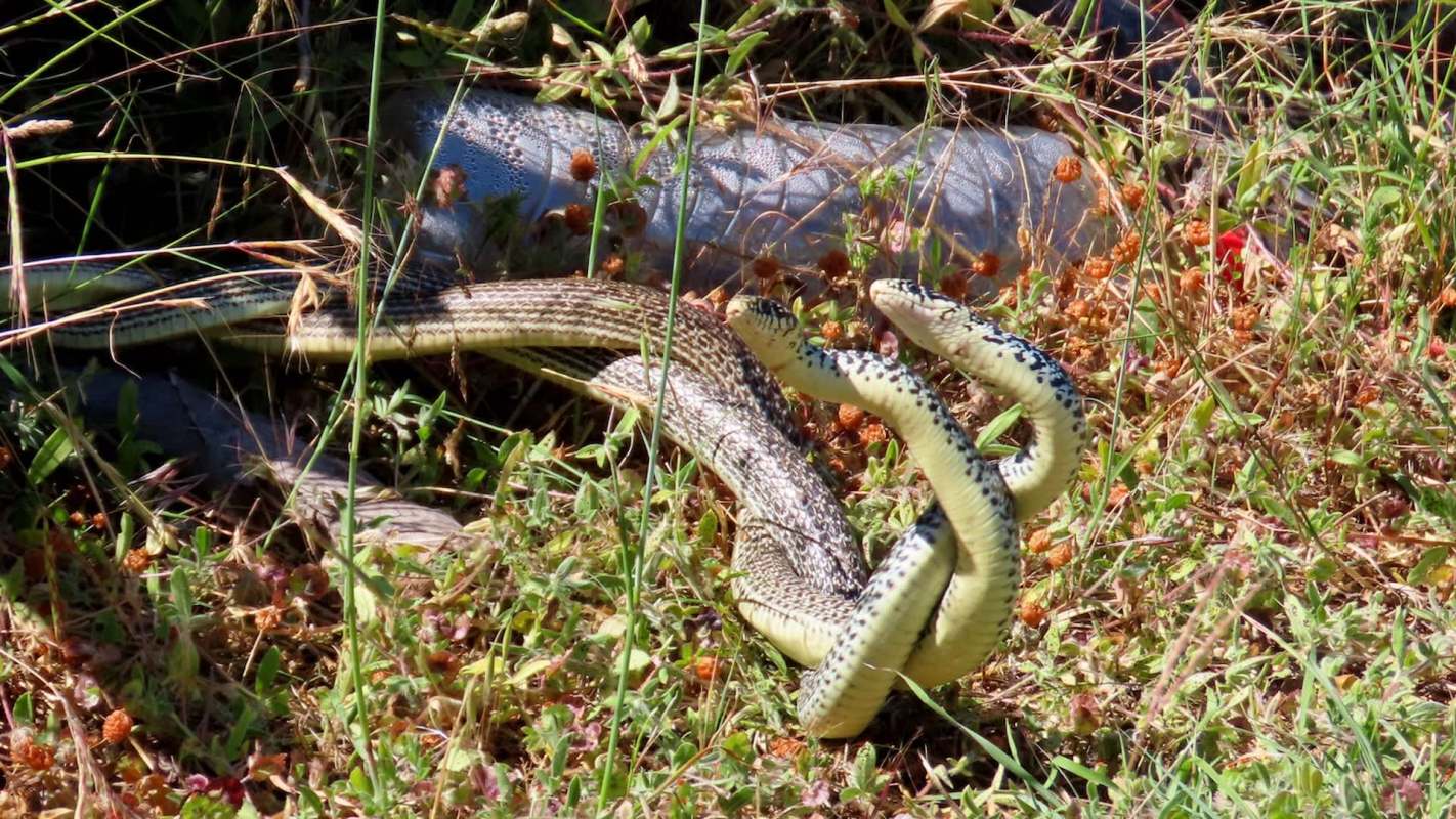 Two snakes intertwine on the ground, surrounded by green grass and small orange flowers.
