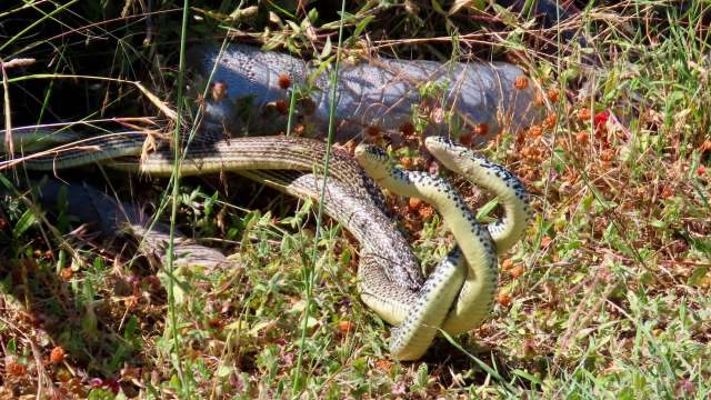 Two snakes intertwine on the ground, surrounded by green grass and small orange flowers.