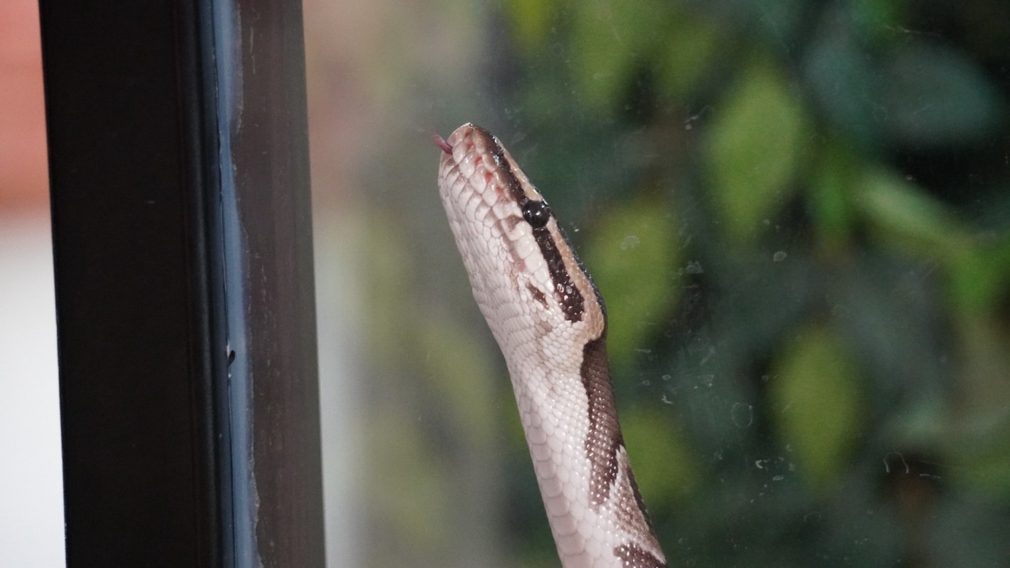 A snake peering through a glass window and flicking its tongue.