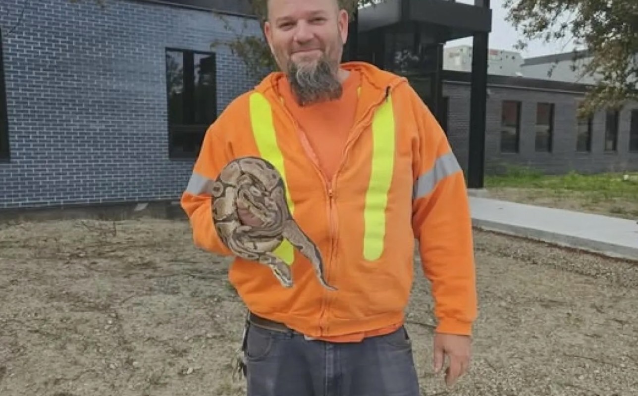 A man in an orange safety jacket holds a ball python outside a building under construction.