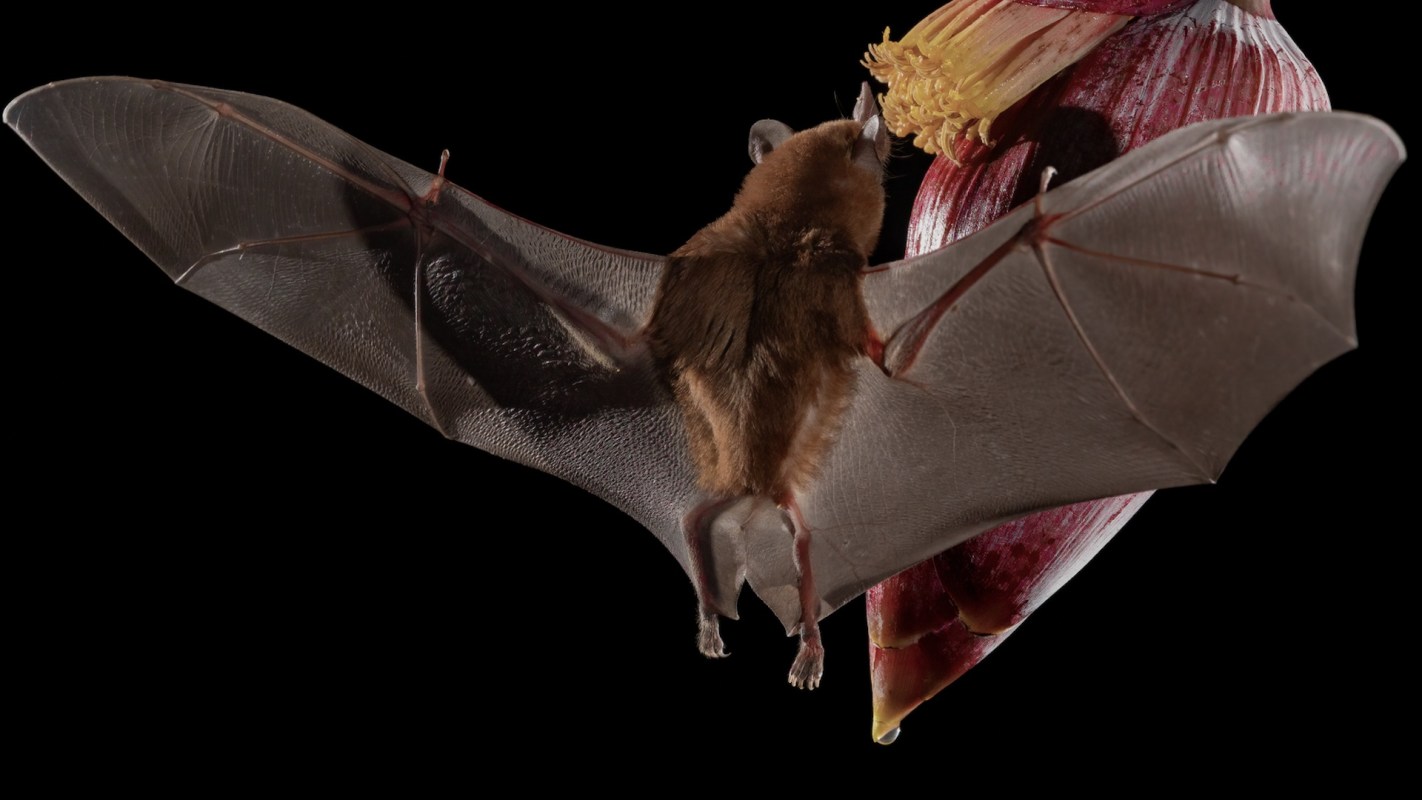 A bat hovering near a colorful flower, showcasing its extended wings and intricate details.