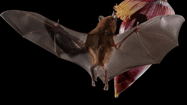 A bat hovering near a colorful flower, showcasing its extended wings and intricate details.