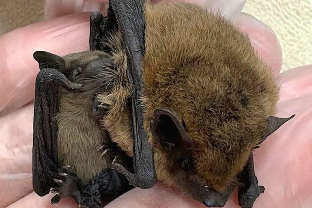 A person’s hand holds two resting bats closely nestled together.