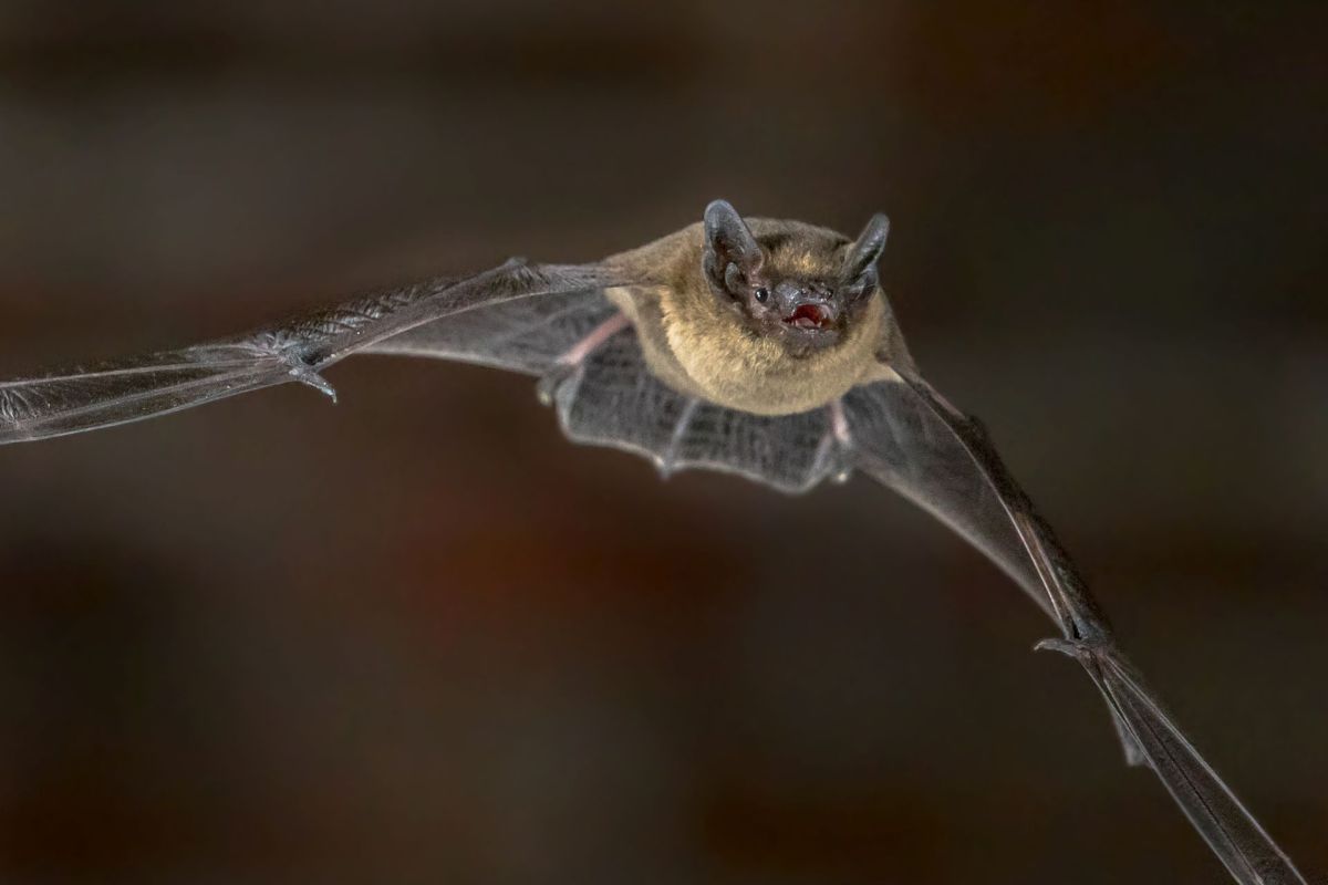 A bat in mid-flight, wings spread and mouth open, against a dark background.