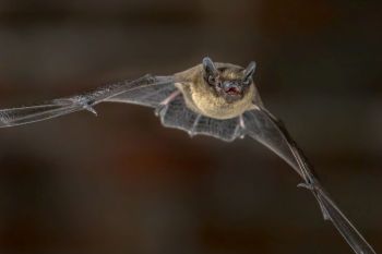 A bat in mid-flight, wings spread and mouth open, against a dark background.
