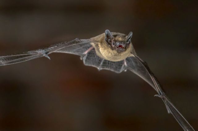 A bat in mid-flight, wings spread and mouth open, against a dark background.